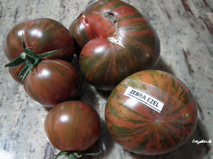 Fichier:TOMATE ZEBRA EZEL.jpg