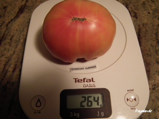 Fichier:Tennessee Surprise-1.jpg