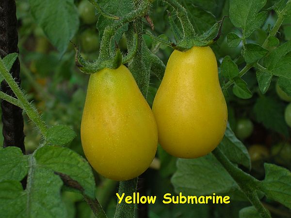 Fichier:Tomate-yellow-submarine-fruits.jpg