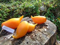 Tomate Buratino-1.jpg