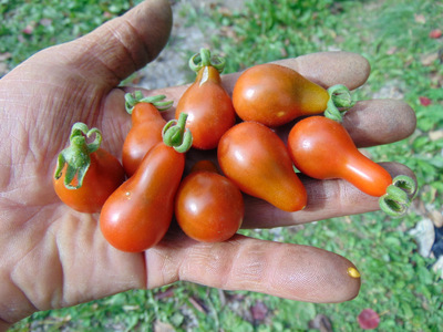 Fichier:Tomate Cafe Bule-1.jpg