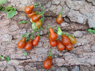 Fichier:Tomate Cafe Bule-2.jpg