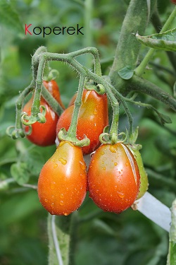 Fichier:Tomate Cafe Bule.jpg