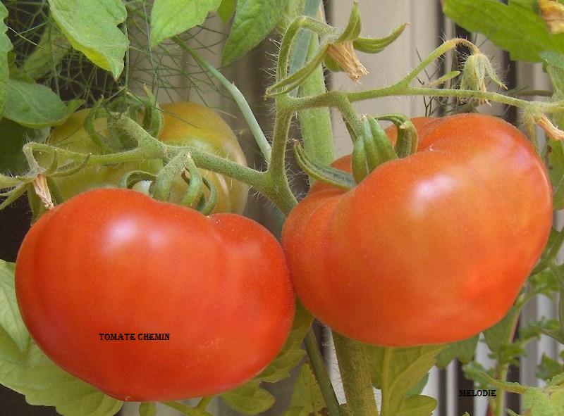 Fichier:Tomate Chemin OP-1.jpg