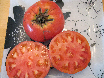Tomate Dot's Delight-1.jpg