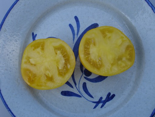 Fichier:Tomate Golden Boy-1.jpg