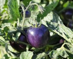 Fichier:Tomate Indigo Rose-2.jpg