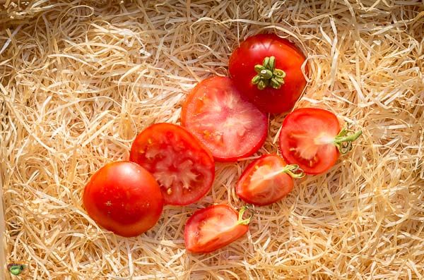 Fichier:Tomate Irma op-2.jpg