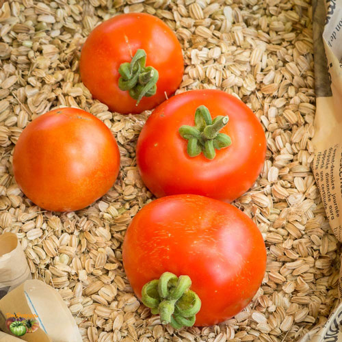 Fichier:Tomate Irma op.jpg