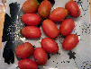 Tomate Jocotillo-1.jpg