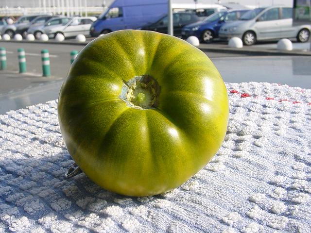 Fichier:Tomate Marmande verte.jpg