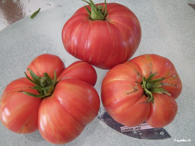 Fichier:Tomate SUNRISE JAZZ.jpg