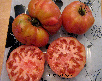 Tomate Zdoroviak-1.jpg