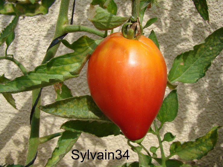 Fichier:Tomate aker s oxheart.jpg