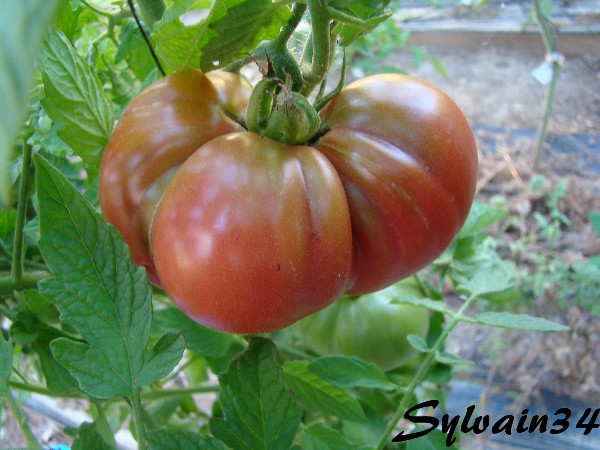 Fichier:Tomate aker s west Virginia black-1.jpg