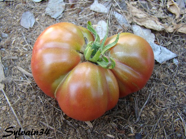 Fichier:Tomate aker s west Virginia black.jpg