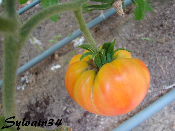 Fichier:Tomate ananas golden op-1.jpg