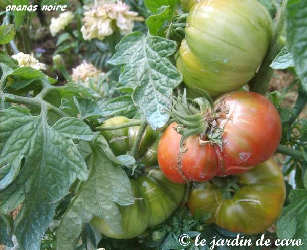 Fichier:Tomate ananas noir op-1.jpg