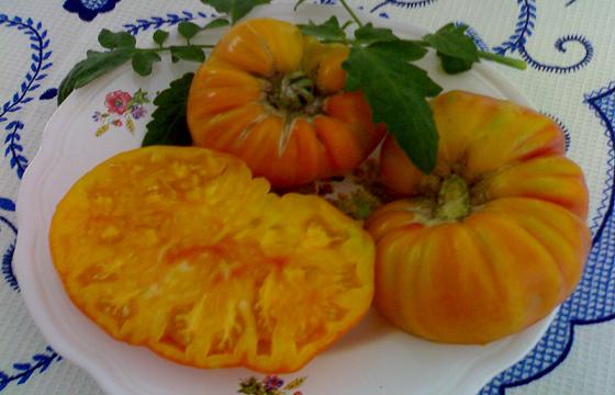 Fichier:Tomate ananas op pl.jpg