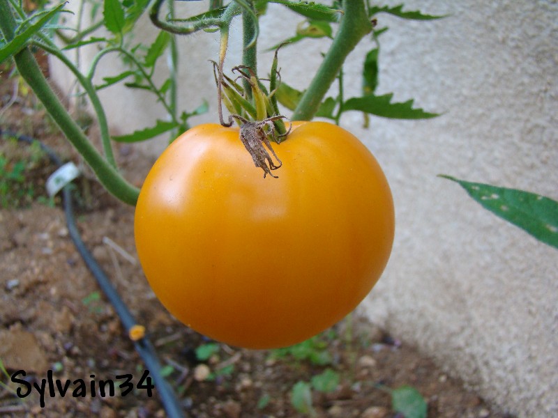 Fichier:Tomate anna banana russian.jpg