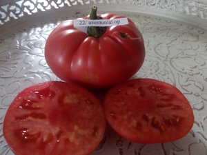 Fichier:Tomate aventuniai-1.jpg