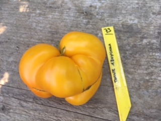 Fichier:Tomate azoychka op-2.jpg