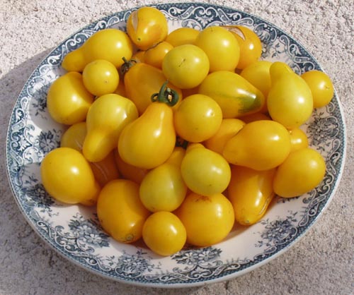 Fichier:Tomate beam s yellow pear.jpg