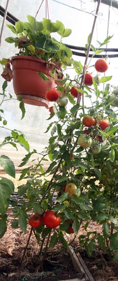 Fichier:Tomate beliy naliv.jpg