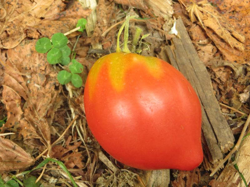 Fichier:Tomate belize pink heart.jpg