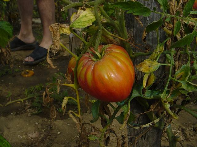 Fichier:Tomate belmonte op.jpg