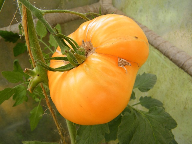Fichier:Tomate big orange op.jpg