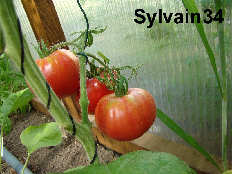 Fichier:Tomate big rainbow op-2.jpg