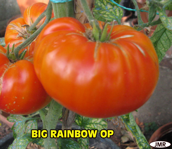Fichier:Tomate big rainbow op.jpg