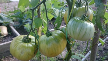 Fichier:Tomate big white pink stripe op-1.jpg