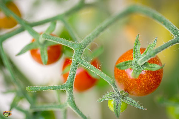 Fichier:Tomate bistro.jpg