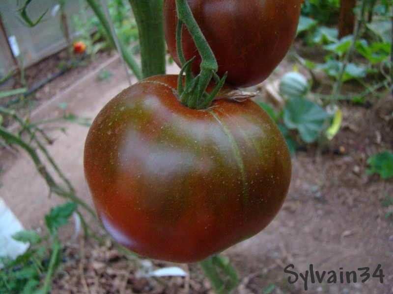 Fichier:Tomate black-1.jpg