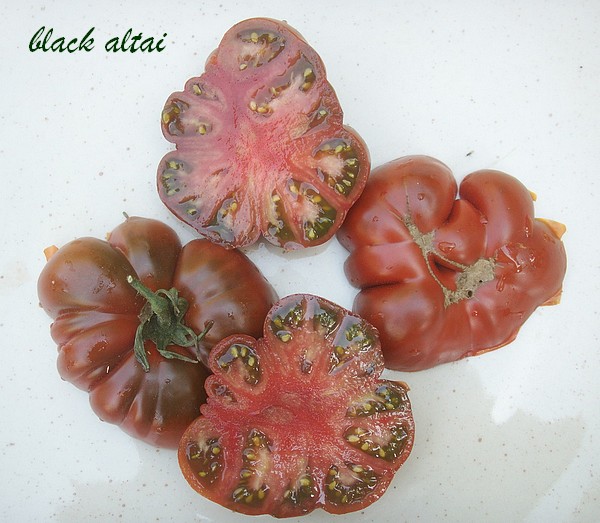 Fichier:Tomate black altai.jpg