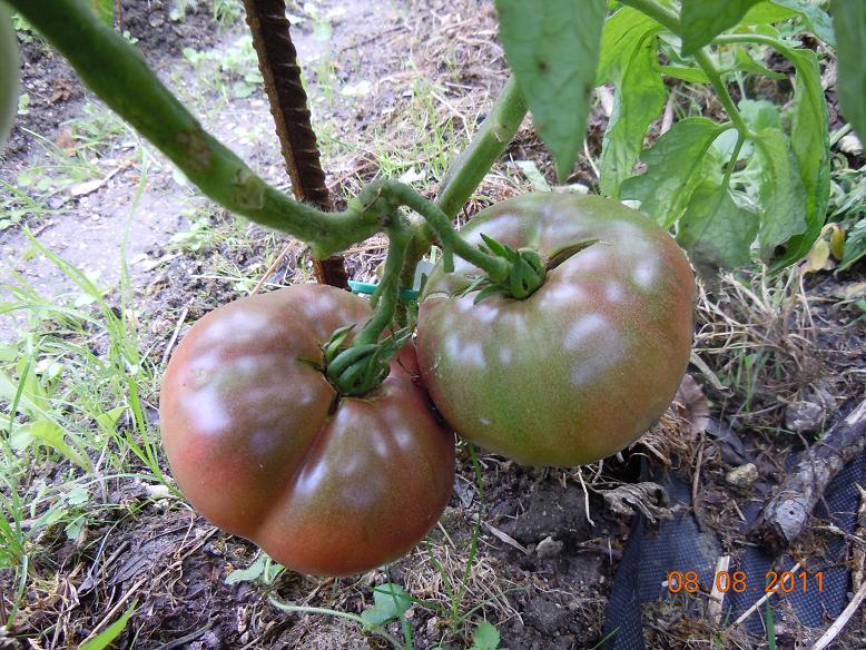 Fichier:Tomate black krim-1.jpg