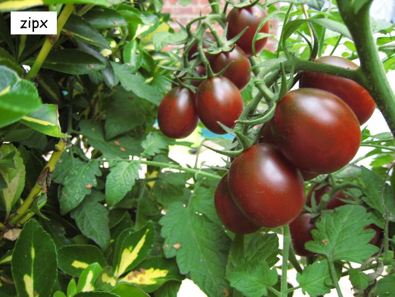 Fichier:Tomate black plum.jpg
