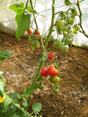 Fichier:Tomate bloody butcher-1.jpg