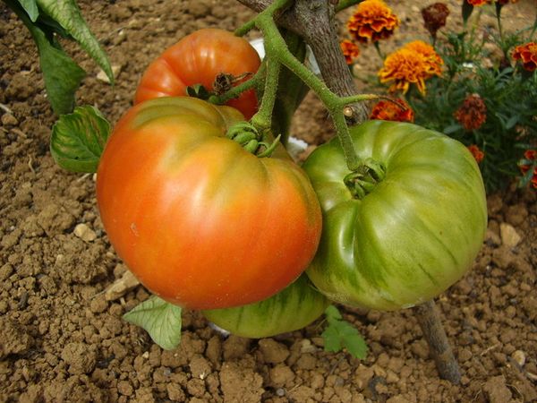 Fichier:Tomate blue ridge mountain.jpg