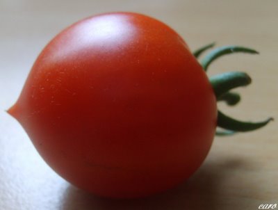 Fichier:Tomate brin de muguet-1.jpg