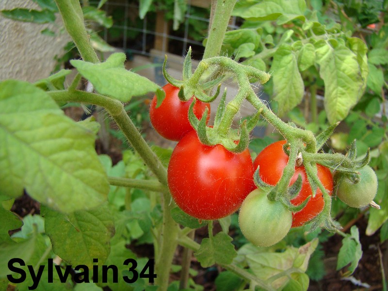 Fichier:Tomate brin de muguet-2.jpg