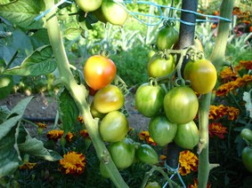 Fichier:Tomate brin de muguet.jpg