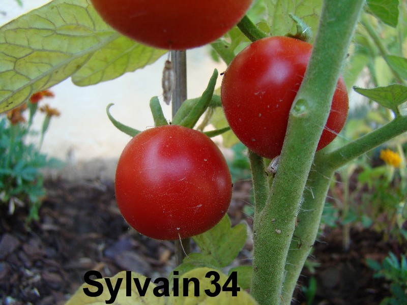 Fichier:Tomate budaï torp op.jpg