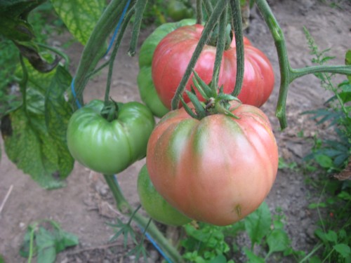 Fichier:Tomate burcham new generation op.jpg
