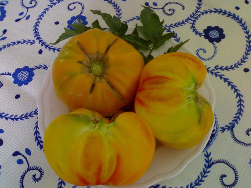 Fichier:Tomate burracker s favorite-2.jpg