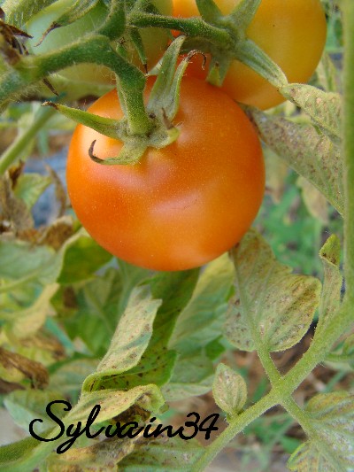 Fichier:Tomate cabot.jpg