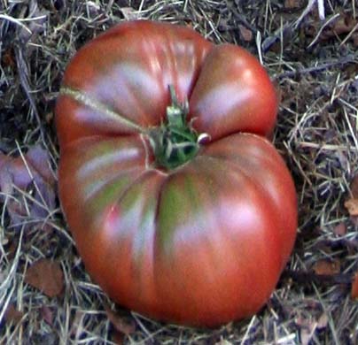 Fichier:Tomate carbon op.jpg