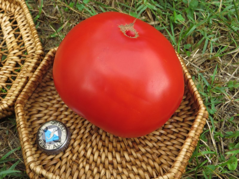 Fichier:Tomate carnoso extremeño.jpg